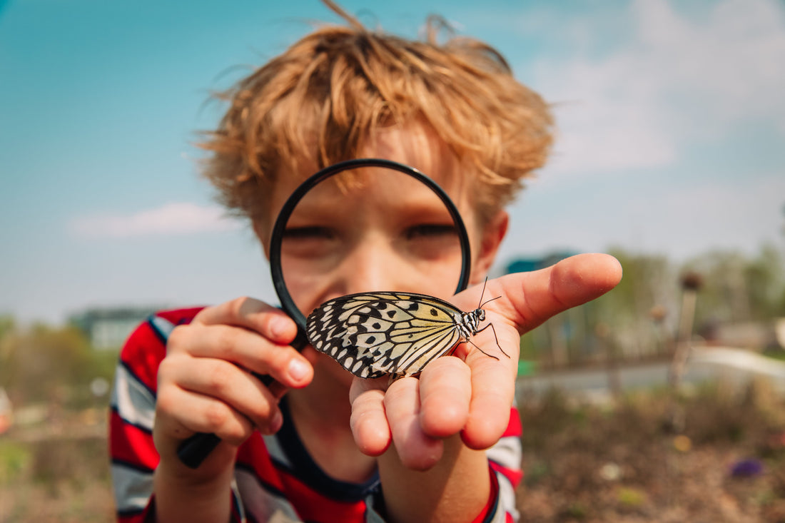 Simple Tips for Butterfly Hatching
